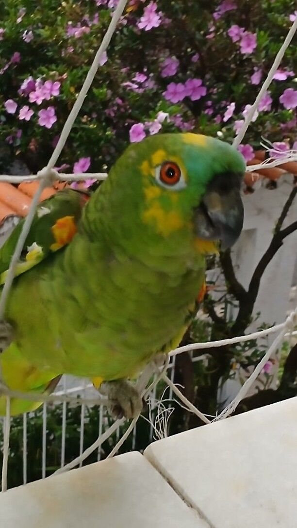 Papagaio quer entrar na casa onde as meliantes não aceitam nada que voa. Gatas dominam o pedaço #

#animal #animalsilvestre #papagaios #loro